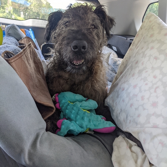 THANK YOU FROM ME AND BROWNIE - Picture 2 of 6